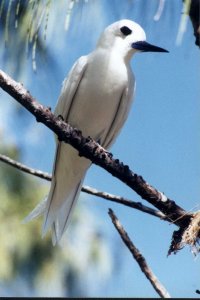 Fairy Tern