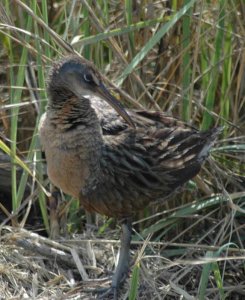 Clapper Rail