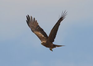 Black Kite 1