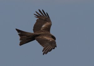 Black Kite 2