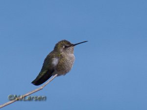 Anna's Hummingbird