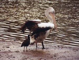 California birds