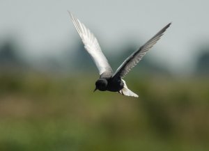 White-winged Tern