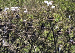 Gudavi Bird Sanctuary-24 : Nesting Habitat