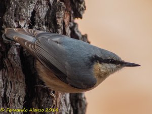 Nuthatch