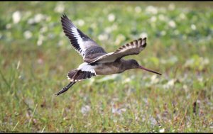 Black Tailed Godwit