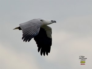 WHITE BELLIED SEA EAGLE