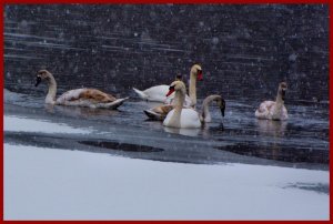 Winter Visitors