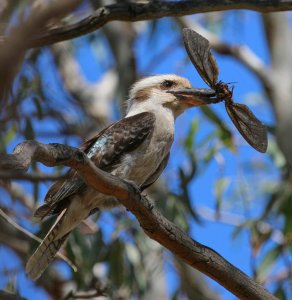 kookaburra