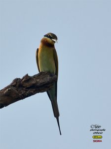 BLUE TAILED BEE EATER