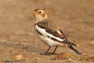 Snow Bunting