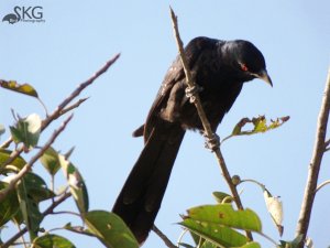 Asian Koel(Male)