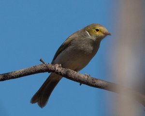 White-plumed Honeyeater