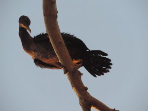 Double-Crested Cormorant