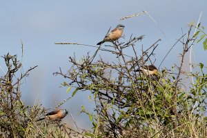 Grey-headed Silverbill