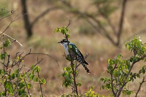 Diderick Cuckoo