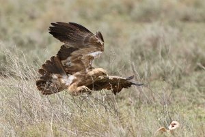 Tawny Eagle preying on Barn Owl
