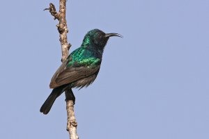 Palestine Sunbird