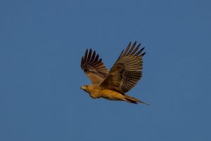 Bonelli's Eagle photography