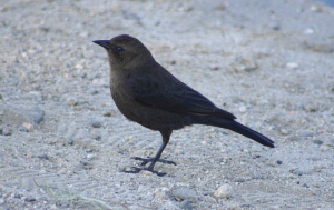 Female Brewer's Blackbird