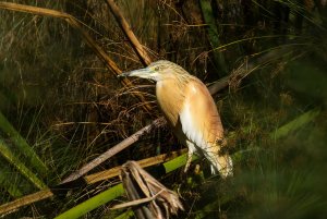 Squacco Heron