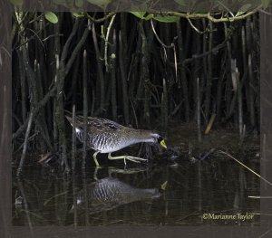 Sora among the Mangroves