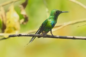 Green Thorntail (male)