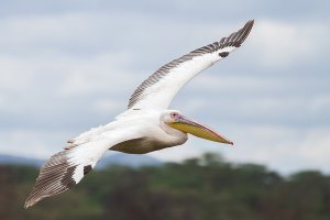 Great White Pelican