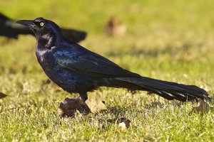 Great-tailed Grackle (male)