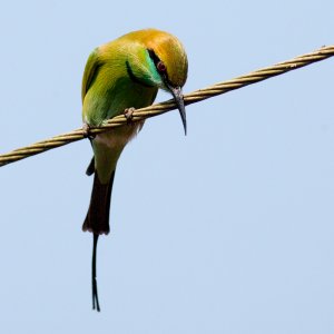 Green Bee-eater