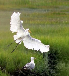 Coming in for a landing