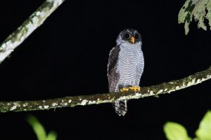 Black-and-White Owl