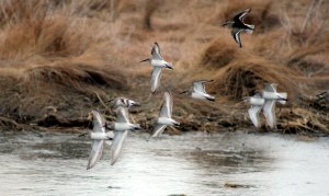 In flight