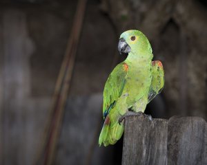 Blue-fronted Parrot