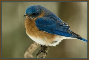 First Winter Bluebirds