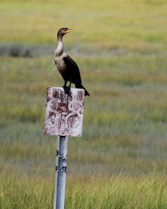 Cormorant sighted at post S-8