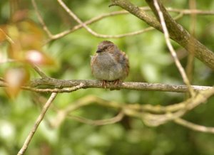 Dunnock