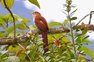 Squirrel Cuckoo