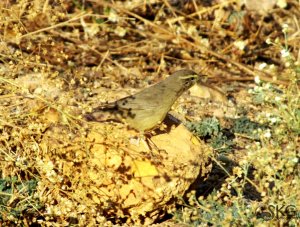 Sulphur-bellied Warbler