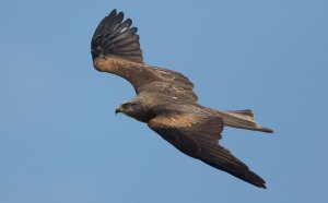 Black Kite