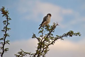 Pigmy Falcon