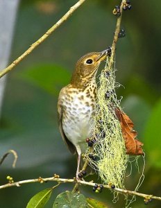 Swainson's Thrush