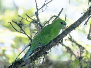 Blue-bellied Parrot