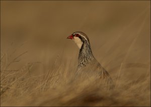 Red Legged Partridge