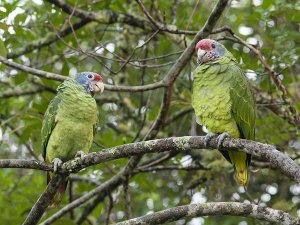 Red-tailed Parrot