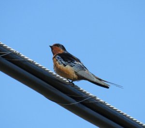 Barn Swallow