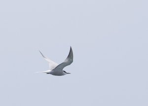 Aleutian Tern