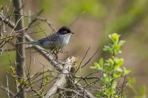 Sardinian Warbler