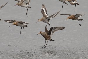 Hudsonian Godwit