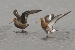 Hudsonian Godwit